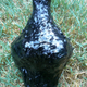 Bitumen-lined water bottle manufactured in the traditional method used by Native Californians (Image: Sabrina Sholts, Smithsonian Institution)
